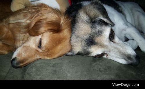 This is Jack, our dachshund/pomeranian mix, and Roxie, our…