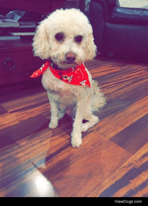 This is Ollie, he is 4 years old and a toy poodle/bijon mix, he…