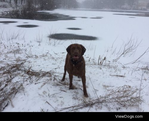Magic Merlin, two year old Chesapeake Bay Retriever and my best…