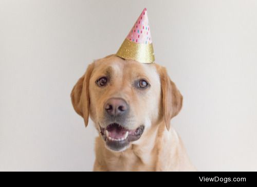 winedogs:

GUESS WHO TURNED FOUR TODAY