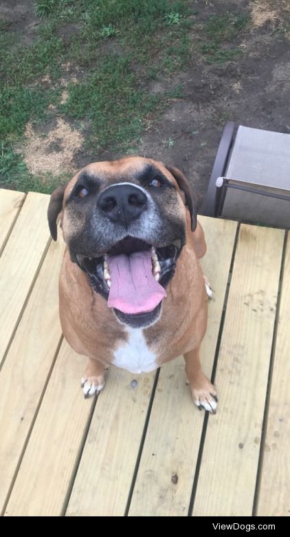 This is ziggy, my handsome Bull Mastiff Boxer mix, he loves…