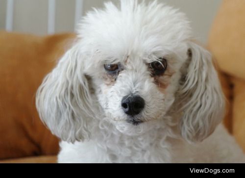 This was my mini French poodle Gigi, my grandma gave her to me…