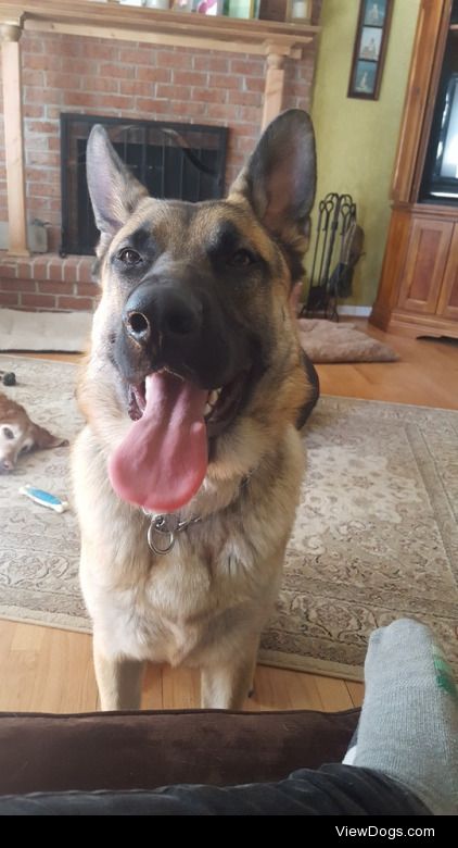 This is my best bud, Hawke. The an 11mo old German Shepherd….