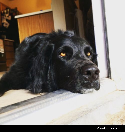 This is cooper, 3 years old, Newfoundland mix. My favorite pair…