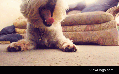 I heard that Westies apparently smell like smelly feet if you don’t bathe them often enough.