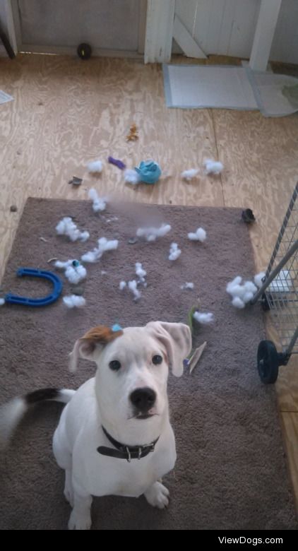 In response to “what’s the biggest mess your dog has…