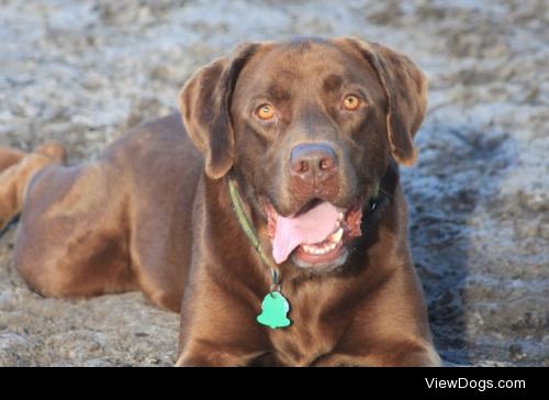 This is Moose.  He is a 7 year old Labrador retriever.  He loves…