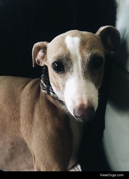 Fiore – Italian Greyhound