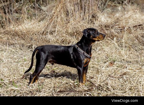 Murphy, the Transylvanian Hound (almost 2 years old) -…