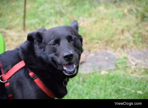 This is Shadow! He is a Lab/Chow mix with the fur and tail of a…