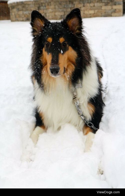 This is Moose. 1 year old rough coated tricolor collie. He loves…