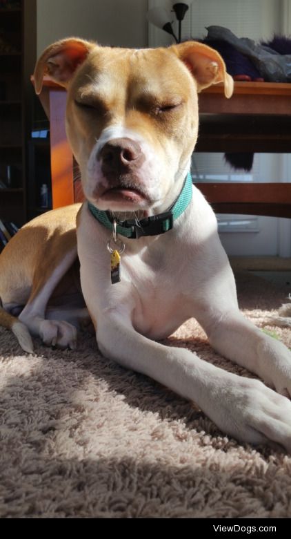 Meet Pancake! She’s the goofiest, sweetest, littlest pit…