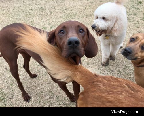 Duke (AKA Duuuuuuuuuuke, due to his hound howl, lol), and Duke…