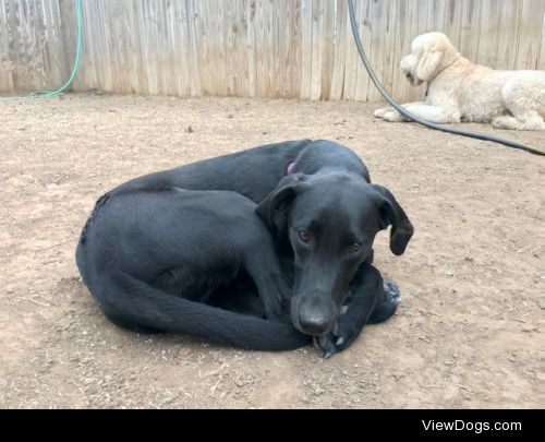 Millie hit the hay after a day of play. – Taylor