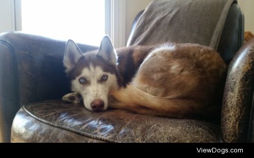 Hello! This is Rainy, my two year old Siberian Husky! Her…