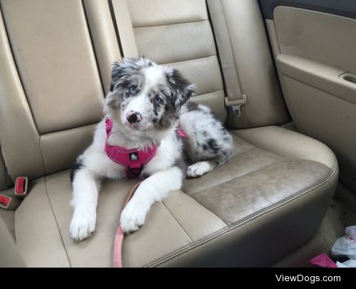 My mom’s beautiful Aussie pup, Willow the “Bunnybutt” – @Susiron