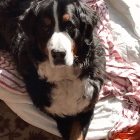 Our beautiful boy Jack, an 8-year-old Berner. Unfortunately, he…