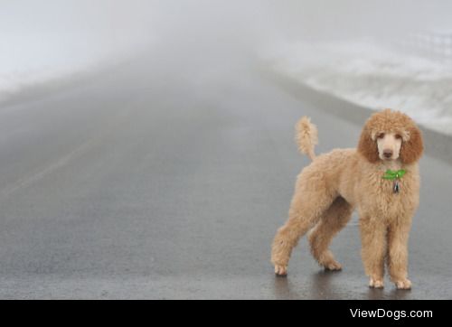 special-agent-poodle:

“[Dog]kind has legs so it can wander.” ―…