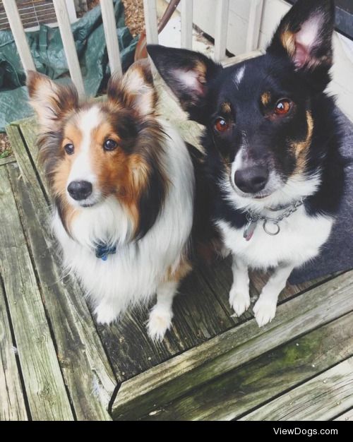 Corey (Shetland Sheepdog, Age 13) & Seeley (Border Collie,…