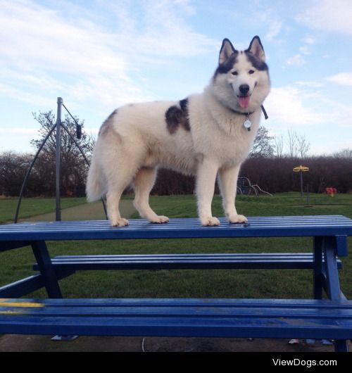 This is my dog Dax! He’s a two year old Siberian Husky with…