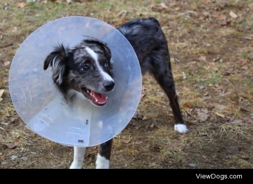 This is Turbo. He is a blue Merle mini Australian shepherd. He…