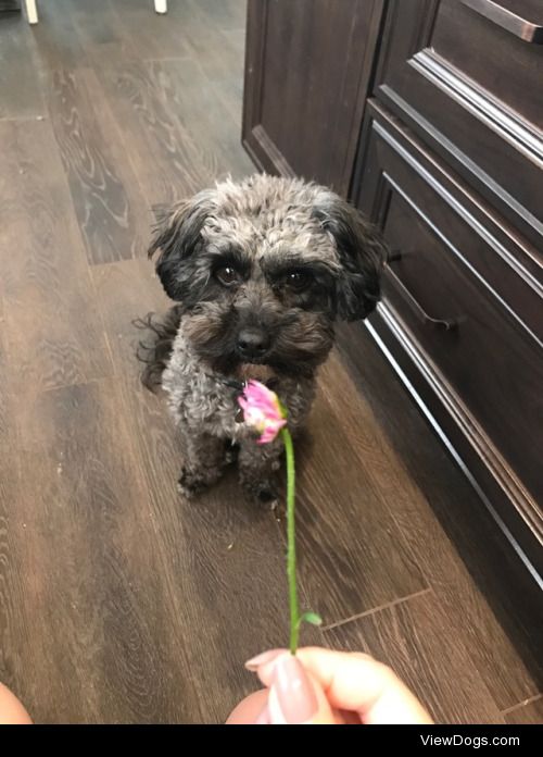 Juno: The three stages of smelling a flower.