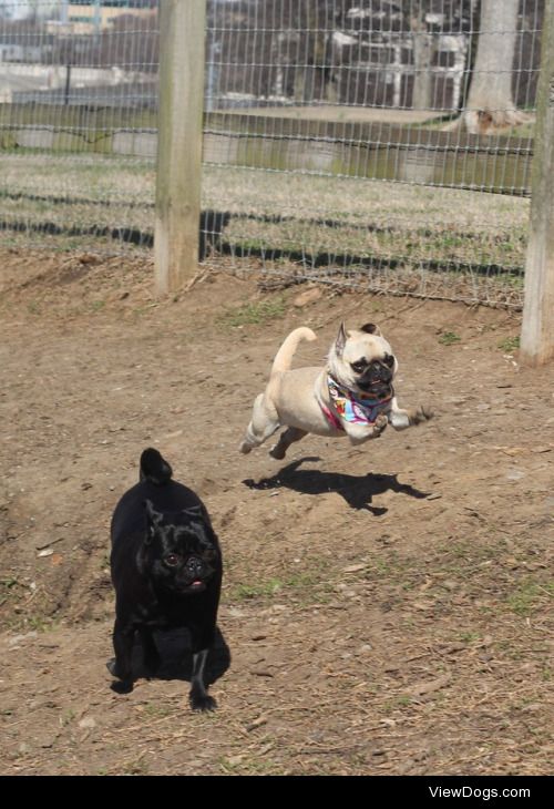 Took my flyin’ pug Smudge to a pug meet up this past…