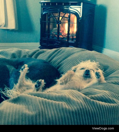 Pip was chilling in front of the fireplace. The cozy days are…
