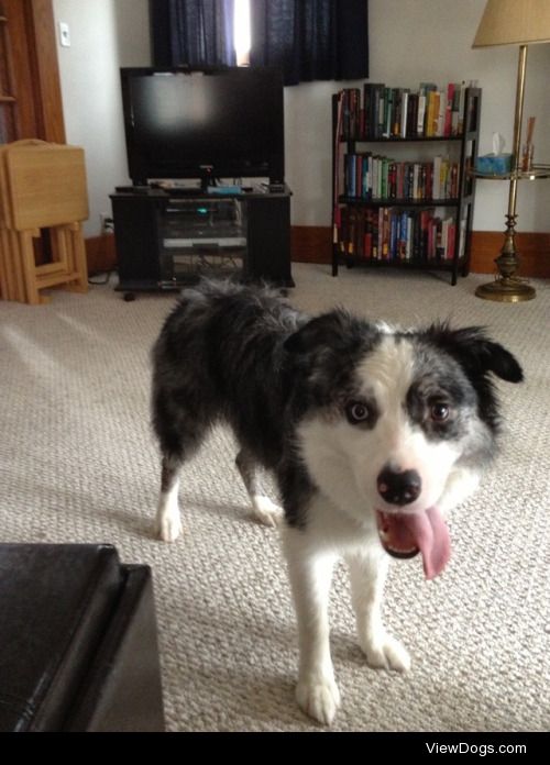 This is Wyatt, my 6 year old blue merle Border Collie, having…