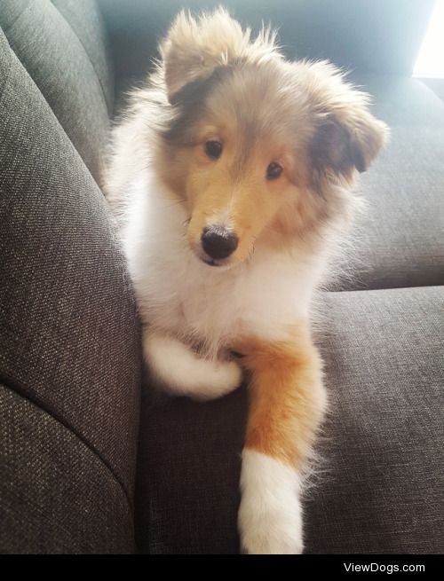 This is Beau, my 15 week old sheltie pup!