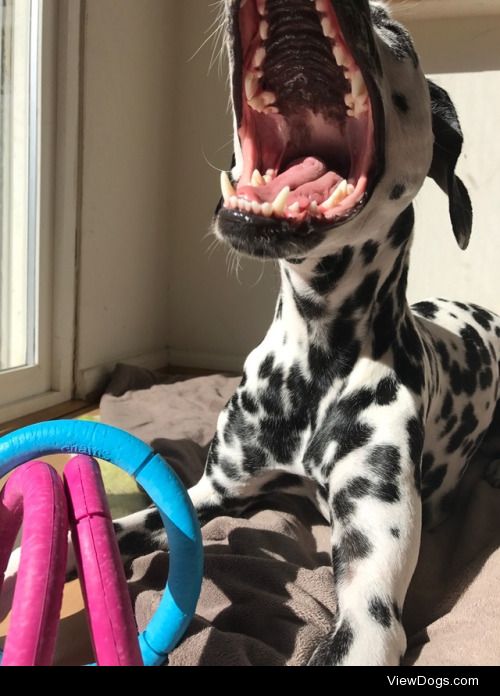 Annie the Magnificent (Dork)!!!!