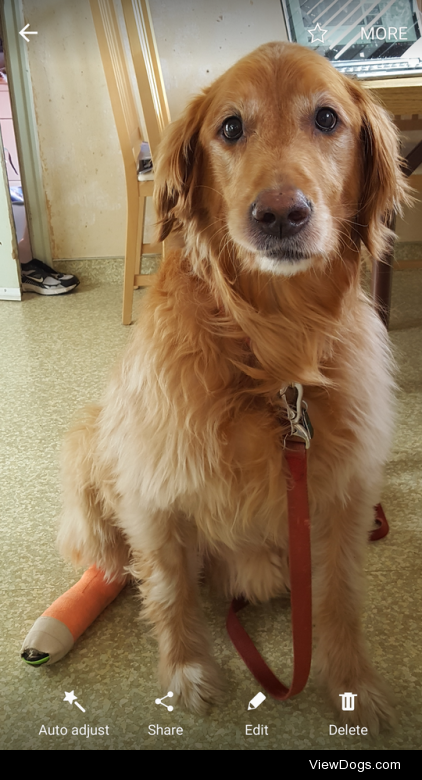 This is my beautiful golden Sam. He’s almost 9 and the light of…