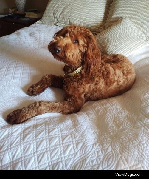 bectravels:

My beautiful @baileydoodledaily

@handsomedogs