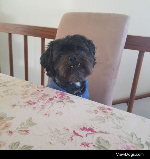 Yogi likes to sit at the dinner table and watch me eat. He’s a…