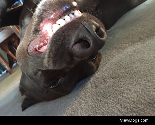 Mr. Hershey loves cheesing for the camera. 4yo Chocolate Lab