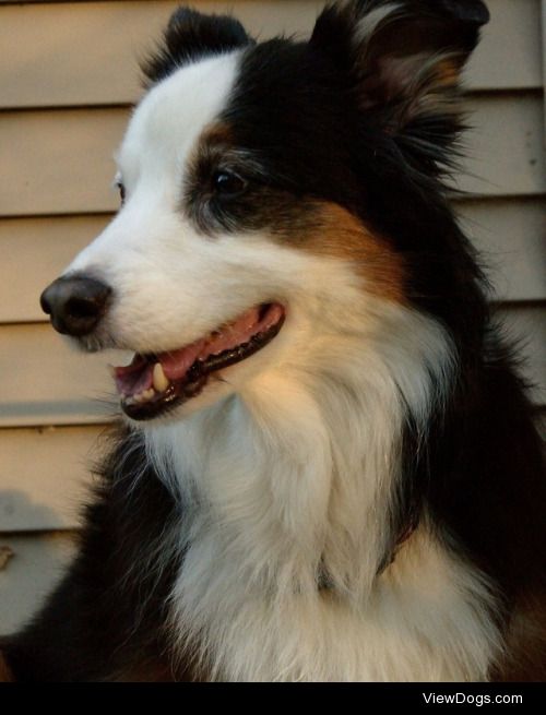 This is Bowzer. A 10 year old Australian Shepherd who’s…