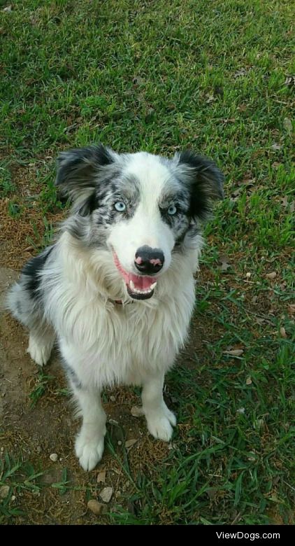 This is Moses, he’s almost 2 years old :) he’s a Blue Merle…