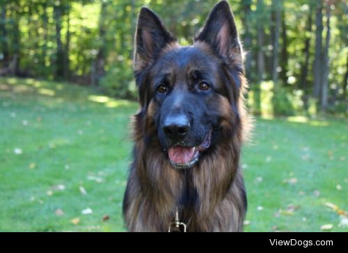 My long haired gsd, Kaiser.