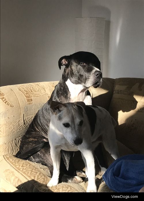 This is Ralph and Scooby, Ralph is a rescue Staffie Pitt cross…