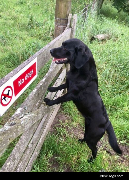My doggo doesn’t care about the rules.