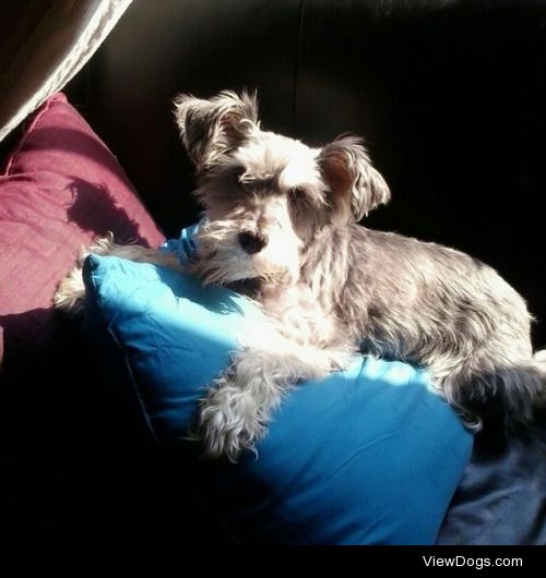 this is Megara (her friends call her Meg), she is a schnauzer…