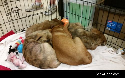 These Labrador mix puppies were rescued from under a church…