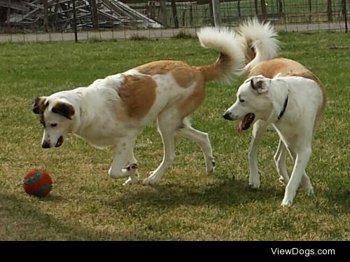 handsomedogs:

Guess the breed(s)(rules)These are our pups,…