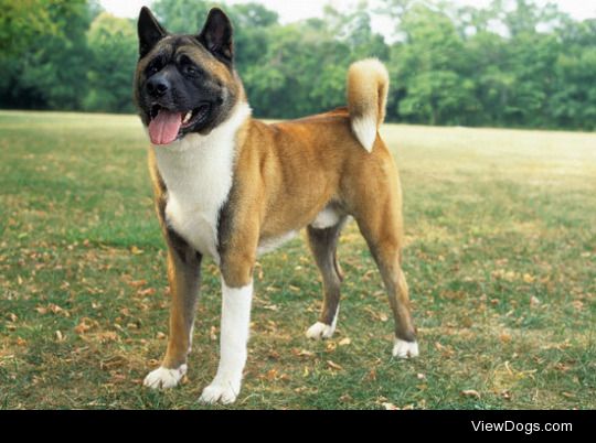 Do you think Japanese Akitas and American Akitas should be recognized as two separate breeds or the same? I’ve seen arguments for both but I always leaned towards separating them because I think they’re quite different.