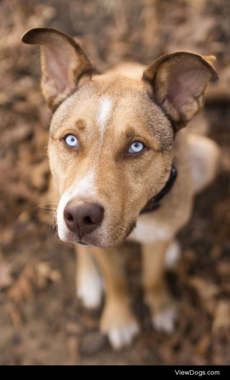 blueeyeswandering:

Just adorable | Indiana Dunes State Park |…