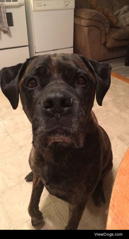 This is Gizmo. He is a 9 year old Bullmastiff. He is also my…