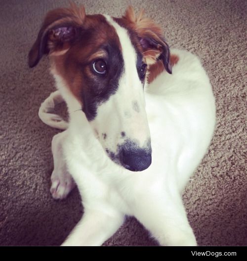 This is Possum! She’s a 14 week old borzoi puppy. Her hobbies…