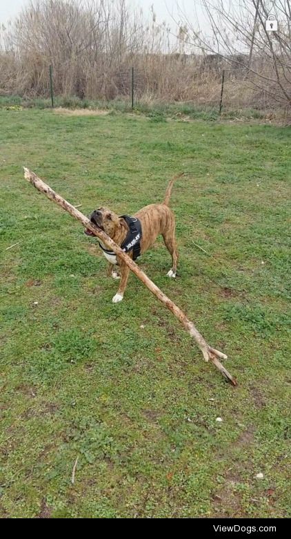 just playing with his stick