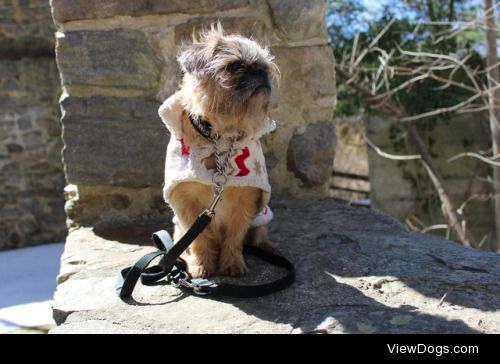 This is Bellatrix surveying the land. @tinyservicedoglife