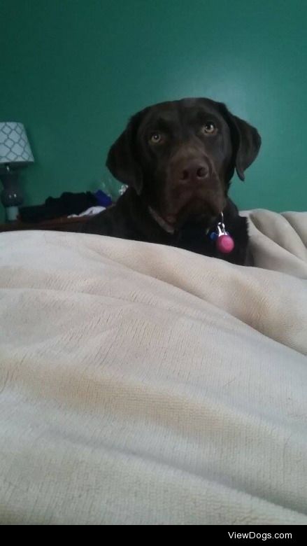 This is Lou our 2 and a half year old chocolate lab. He loves…